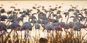 PARQUE NACIONAL DOÑANA